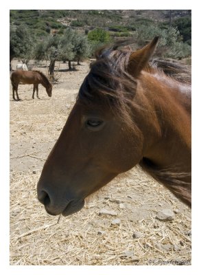 The original Greek small horse