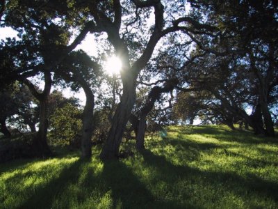 Three Trees