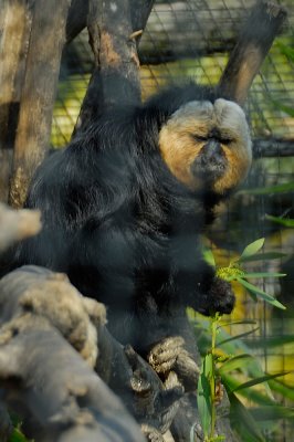 Sacramento Zoo
