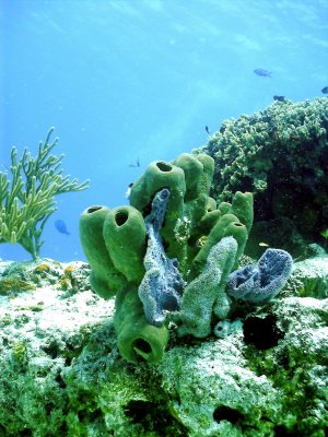 Reef Formation 2