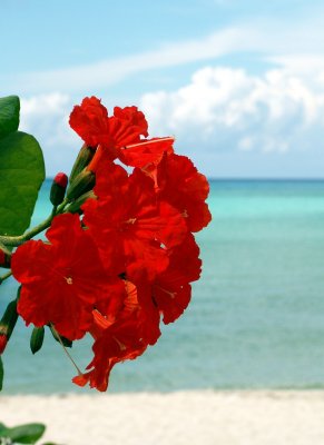 Island Flowers