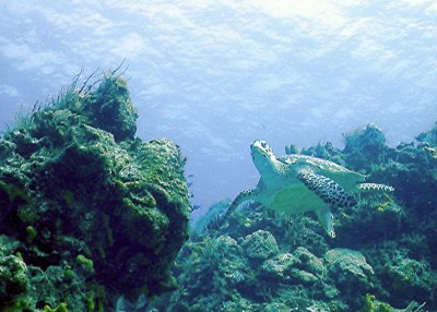 Green Sea Turtle Fly By (B)