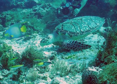 Green Sea Turtle (B)