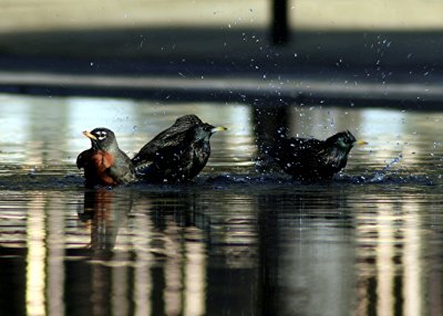 Bathing Birds (2)
