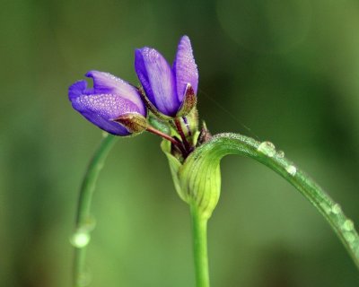 Purple weed, AKA flower