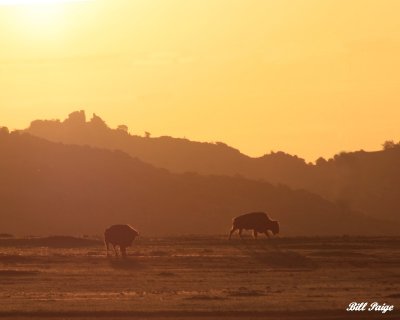 Sun rise on the Bison