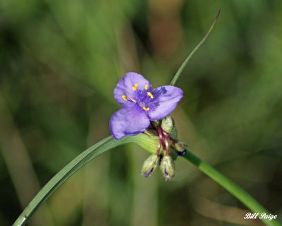 Wild Flowers of the Wichita Mountains Wildlife Refuge