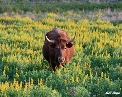 Texas Longhorn