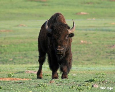 Tatanka of Oklahoma