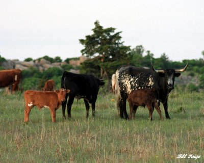Texas Long Horn Herd