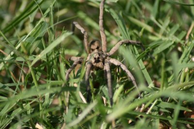 Creepy Crawlie