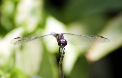 Dragon Fly II