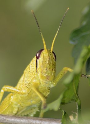 I'm too sexy for my...