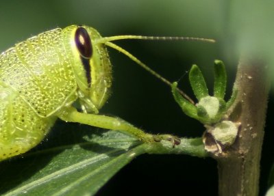 Grass hopper II