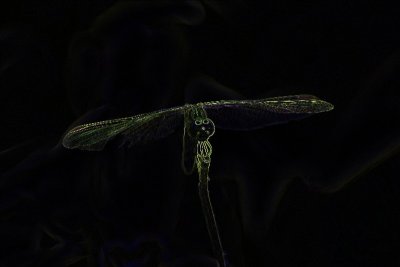 Electric Dragon Fly
