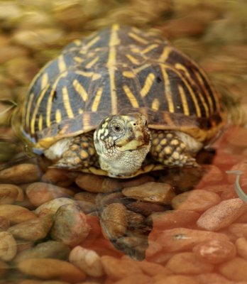 Turtle's reflection