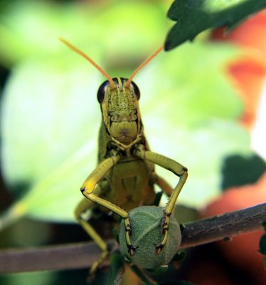 The Grass Hopper
