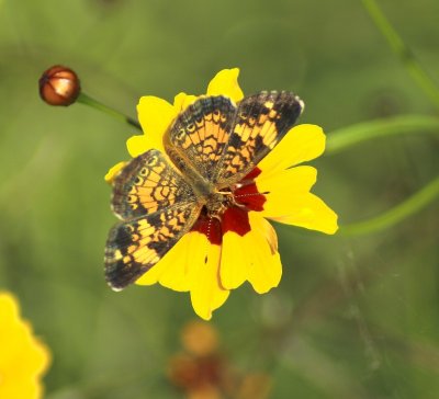 Butterfly II