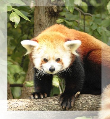 Red Panda