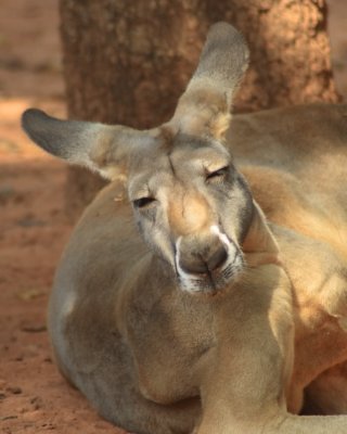 Lazy Kangaroo kind of a Day