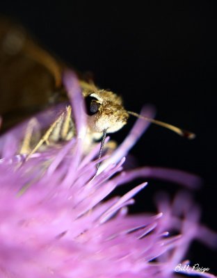 Flower and its visitor