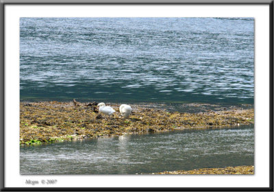 Habitants of Loch Leven