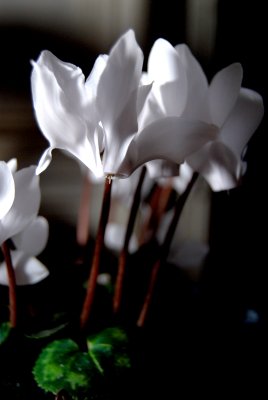 DSC_0444.JPG
