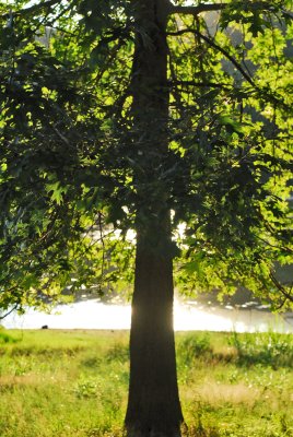DSC_3518.JPG
