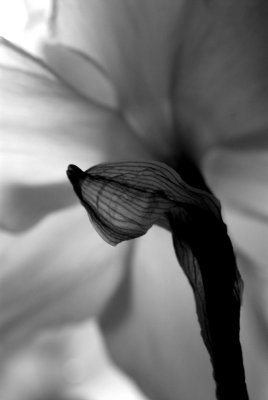 DSC_0730bw.jpg
