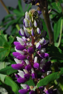 DSC_2576.JPG