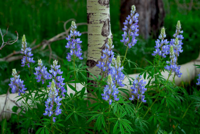 DSC_2618.JPG