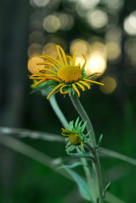 DSC_2633.JPG
