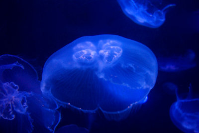 Maui - Jellyfish, Maui Ocean Center