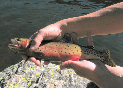 A Nice High Alpine Cutthroat