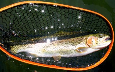A Fairly Typical Bow