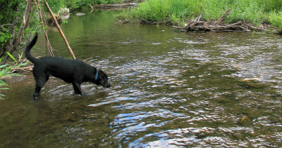 Looking For Trout