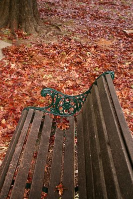 Garden seat and autumn leaves