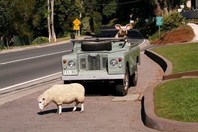 Get off the road you stupid sheep!