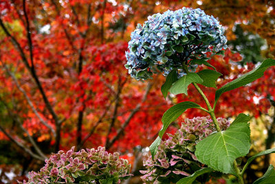 Autumn hydrangea
