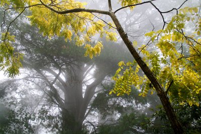 Robinia in the Mist