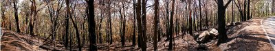 Panorama burnt forest Ferny Creek