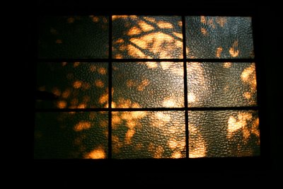 Branch shadows on window