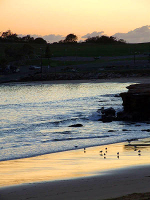 Terrigal beach seagulls