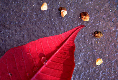 Leaf and pebbles