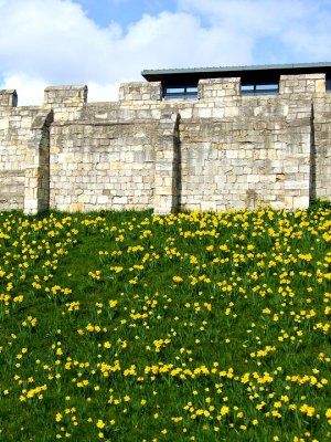 Wall of the city with daffodils