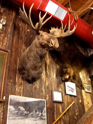 Moose
