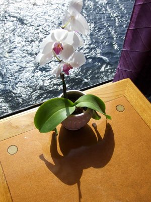 Orchid 10 floors up
