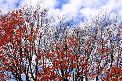 Red leaves against the sky