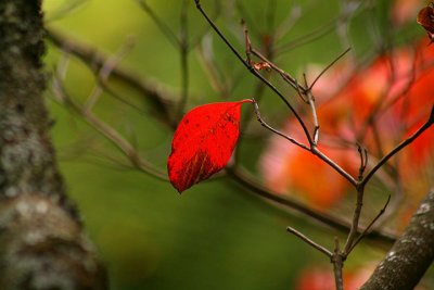 Lone leaf