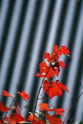 Maple and corrugated iron